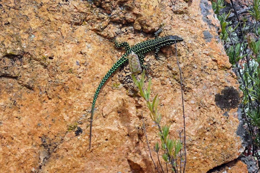 Altro ibrido di lucertola da identificare